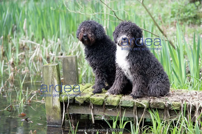 : DOG. Spanish Water Dogs