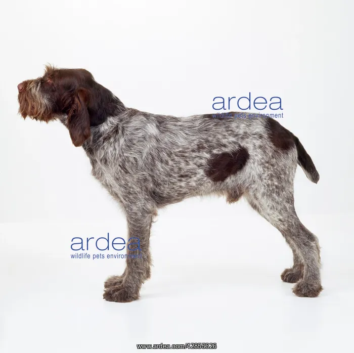 : Dog - Spinone (Italian) : Dog - Spinone (Italian)
