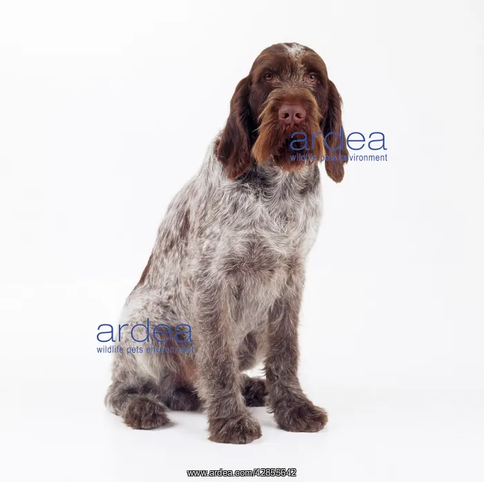 : Dog - Spinone (Italian) : Dog - Spinone (Italian)