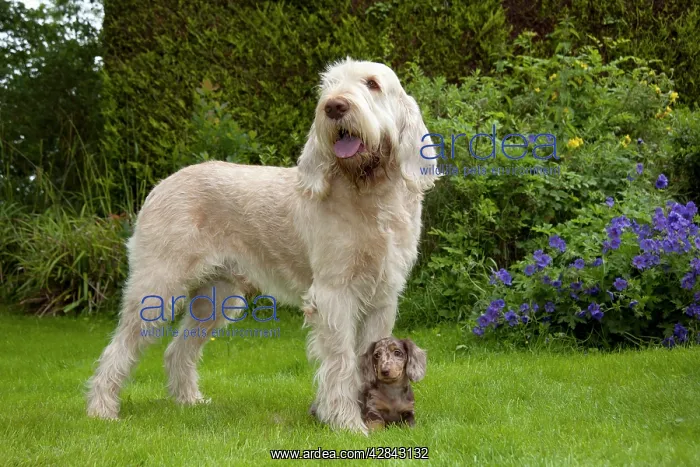 : DOG - Spinone with Miniature Short Haired Dachshund : DOG - Spinone with Miniature Short Haired Dachshund