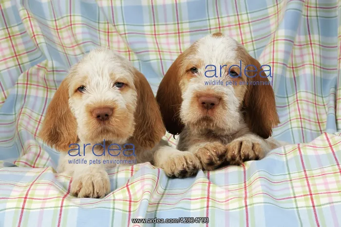 : Dog. Spinone puppies (8 weeks old) : Dog. Spinone puppies (8 weeks old)