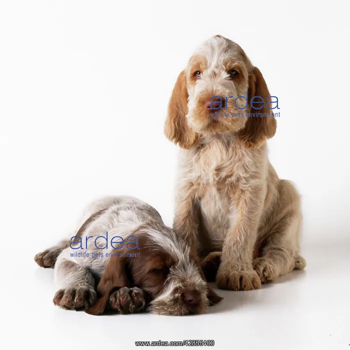  : Dog - Spinone puppies x2