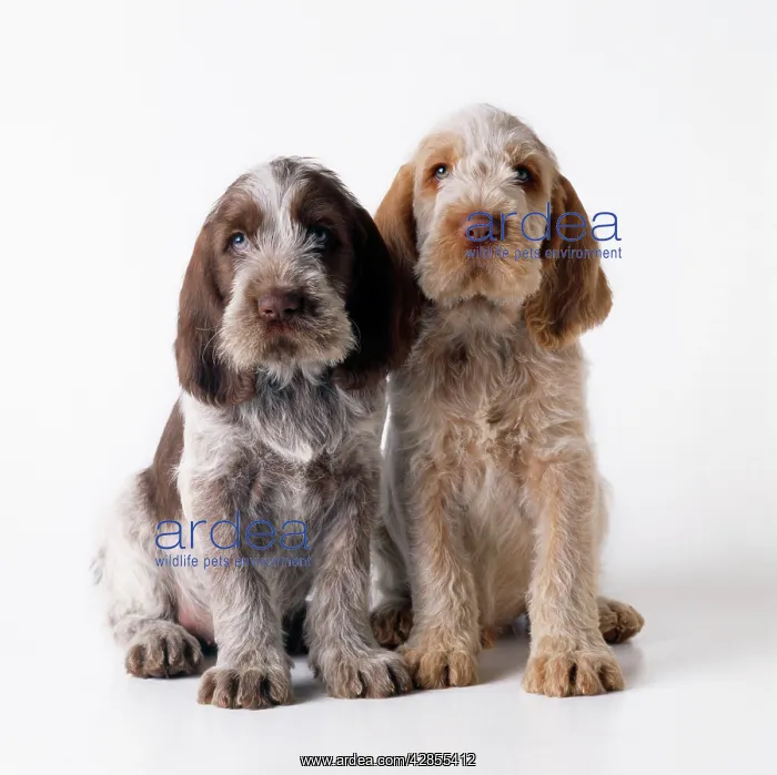  : Dog - Spinone puppies x2