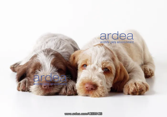 : Dog - Spinone puppies x2 : Dog - Spinone puppies x2
