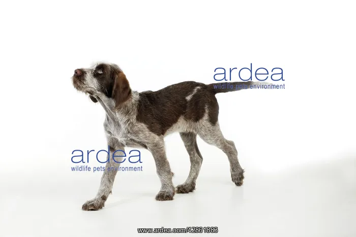  : DOG. Spinone puppy