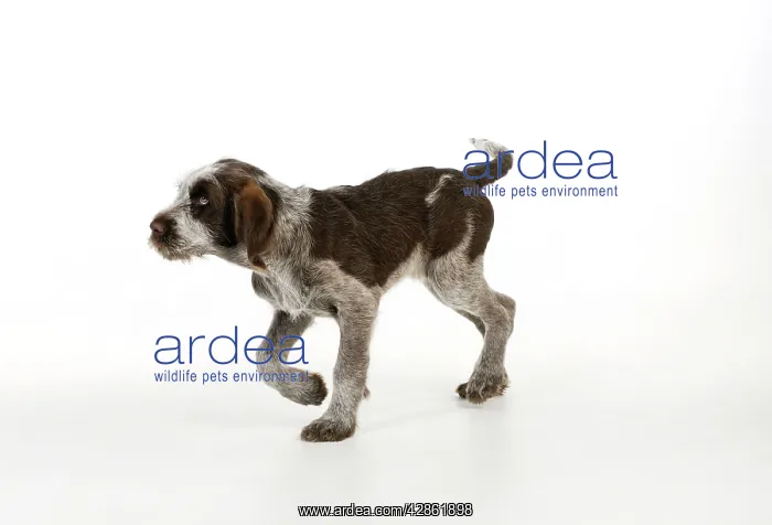  : DOG. Spinone puppy