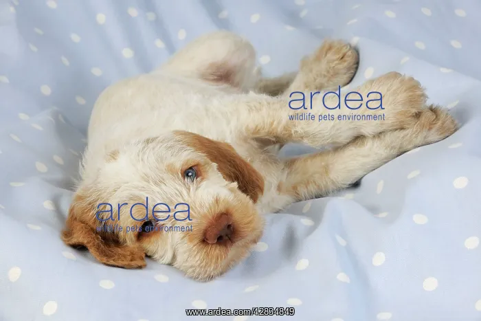 : Dog. Spinone puppy (8 weeks) lying down : Dog. Spinone puppy (8 weeks) lying down