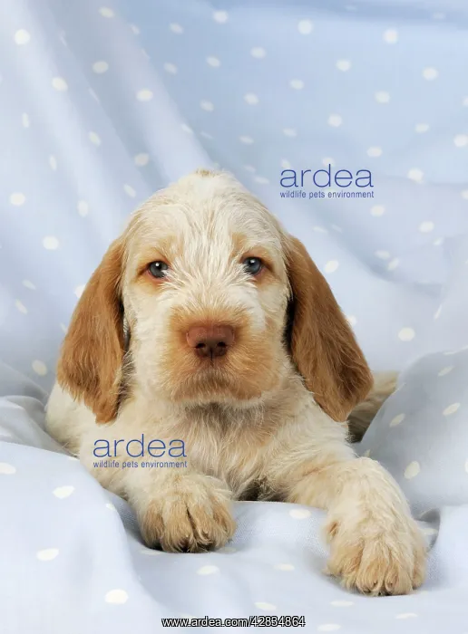  : Dog. Spinone puppy (8 weeks) lying down