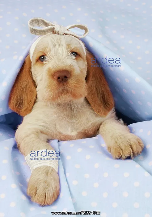 : Dog. Spinone puppy (8 weeks) lying down with bandaged : Dog. Spinone puppy (8 weeks) lying down with bandaged