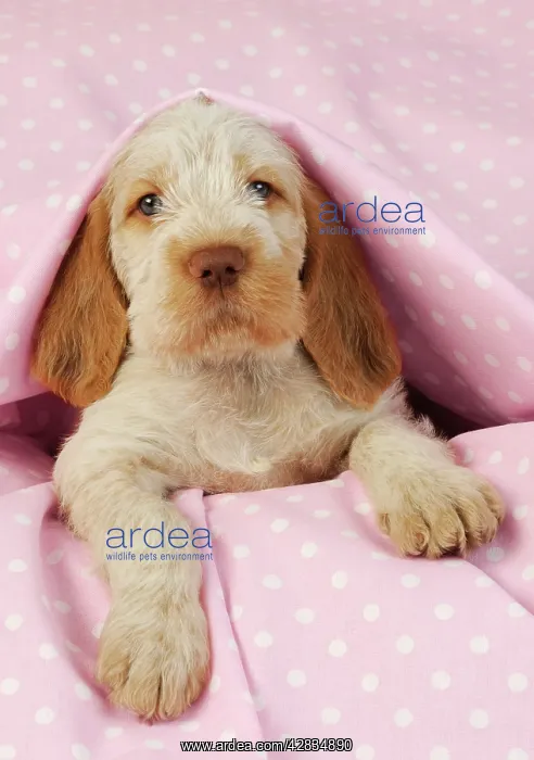 : Dog. Spinone puppy (8 weeks) lying down on pink background : Dog. Spinone puppy (8 weeks) lying down on pink background