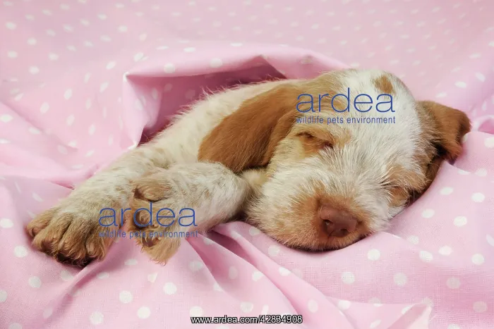 : Dog. Spinone puppy (8 weeks) lying down on pink background : Dog. Spinone puppy (8 weeks) lying down on pink background
