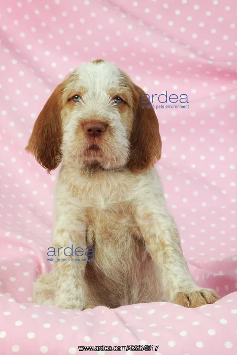 : Dog. Spinone puppy (8 weeks) lying down on pink background : Dog. Spinone puppy (8 weeks) lying down on pink background