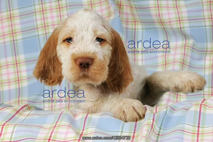 : Dog. Spinone puppy (8 weeks old) : Dog. Spinone puppy (8 weeks old)