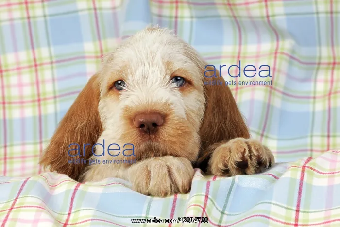  : Dog. Spinone puppy (8 weeks old)