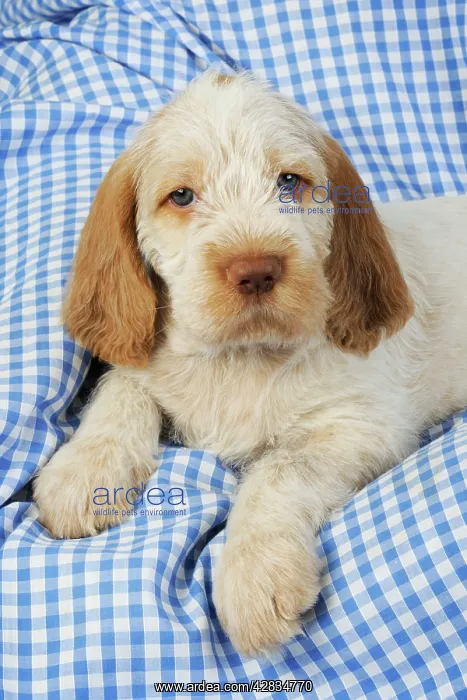 : Dog. Spinone puppy (8 weeks old) : Dog. Spinone puppy (8 weeks old)