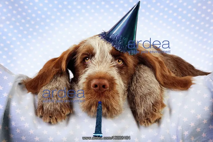 : DOG Spinone puppy laying on blanket with party hat : DOG Spinone puppy laying on blanket with party hat