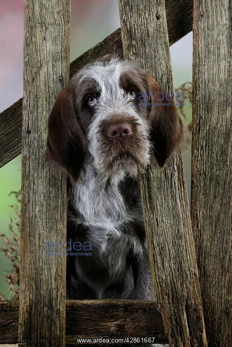  : DOG. Spinone puppy looking through fence