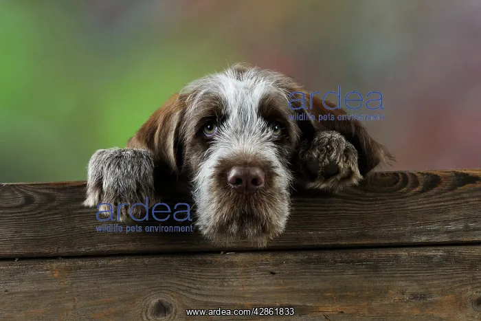  : DOG. Spinone puppy looking over fence