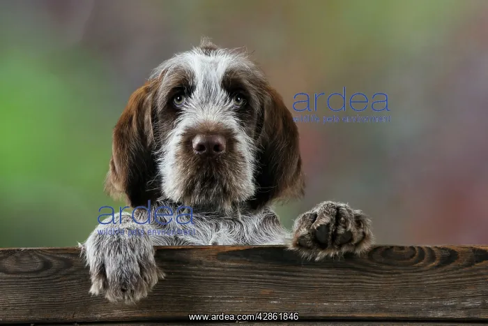  : DOG. Spinone puppy looking over fence