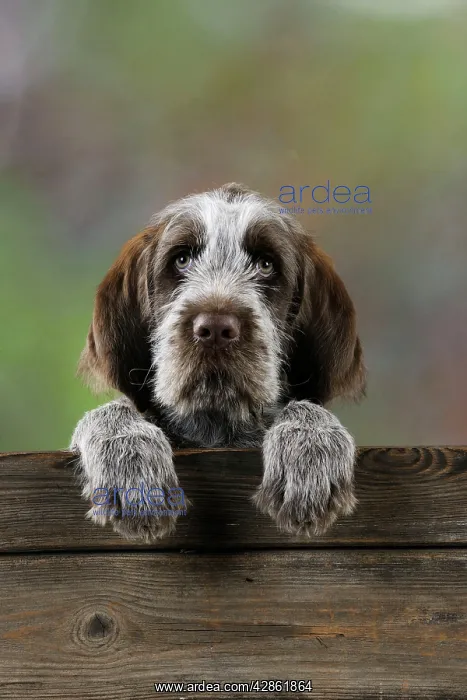  : DOG. Spinone puppy looking over fence