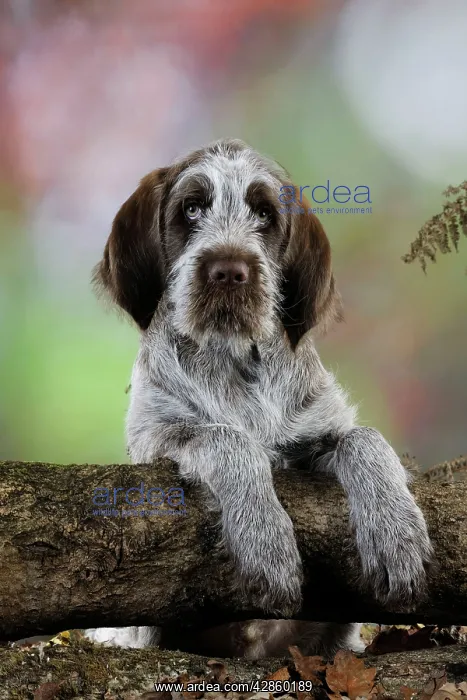  : DOG. Spinone puppy looking over a log