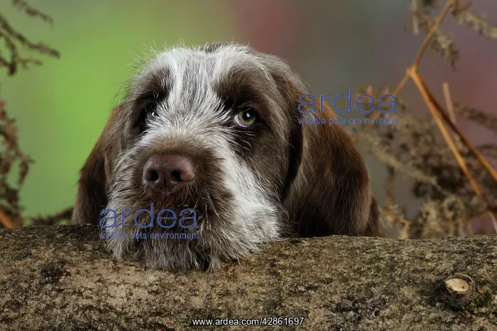  : DOG. Spinone puppy looking over a log