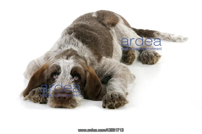  : DOG. Spinone puppy lying down