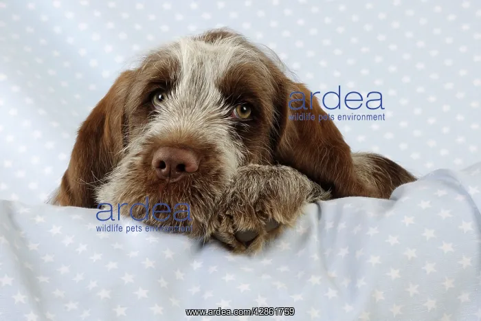  : DOG. Spinone puppy lying on blanket