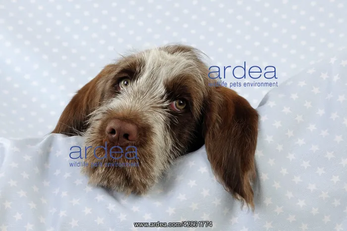  : DOG. Spinone puppy lying on blanket