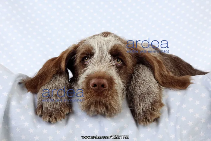  : DOG. Spinone puppy lying on blanket