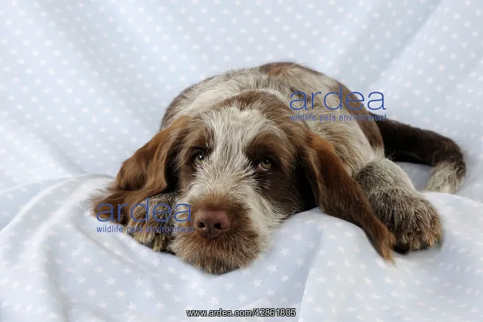  : DOG. Spinone puppy lying on blanket