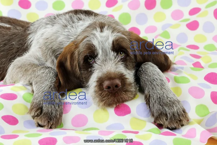  : DOG. Spinone puppy lying on blanket