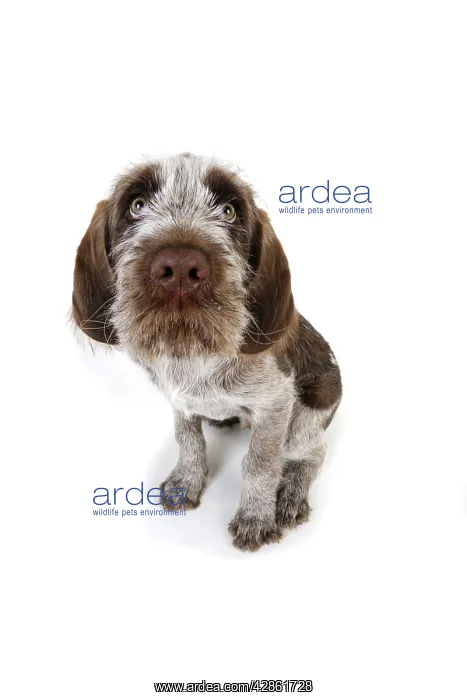  : DOG. Spinone puppy sitting down