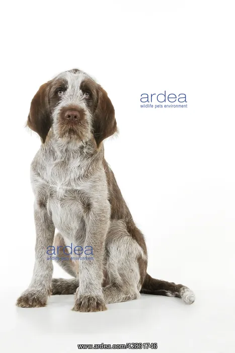  : DOG. Spinone puppy sitting down