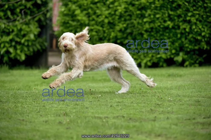 : DOG - Spinone - running through garden : DOG - Spinone - running through garden