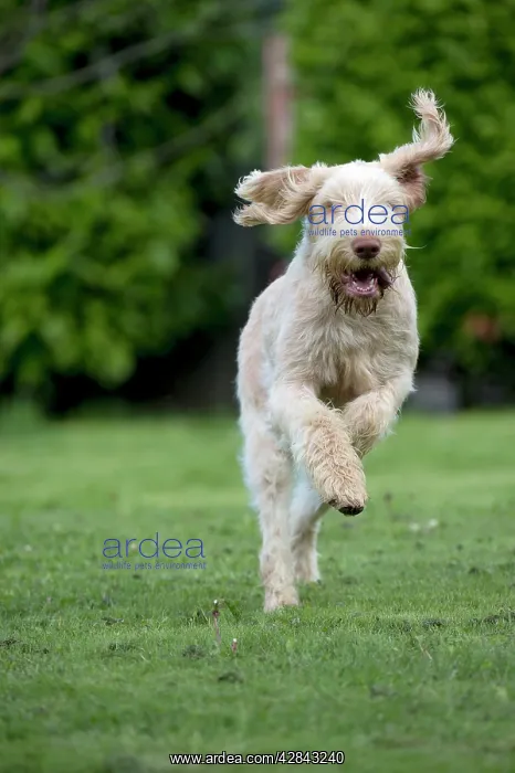 : DOG - Spinone - running through garden : DOG - Spinone - running through garden