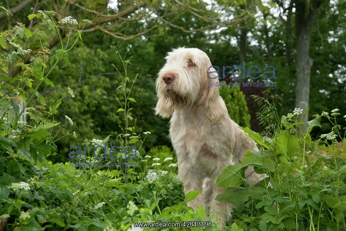 : DOG - Spinone sitting in garden : DOG - Spinone sitting in garden