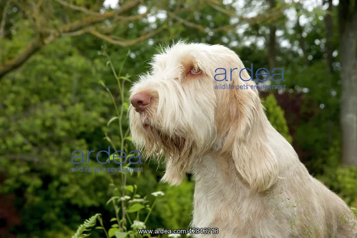 : DOG - Spinone - sitting in garden (head shot) : DOG - Spinone - sitting in garden (head shot)