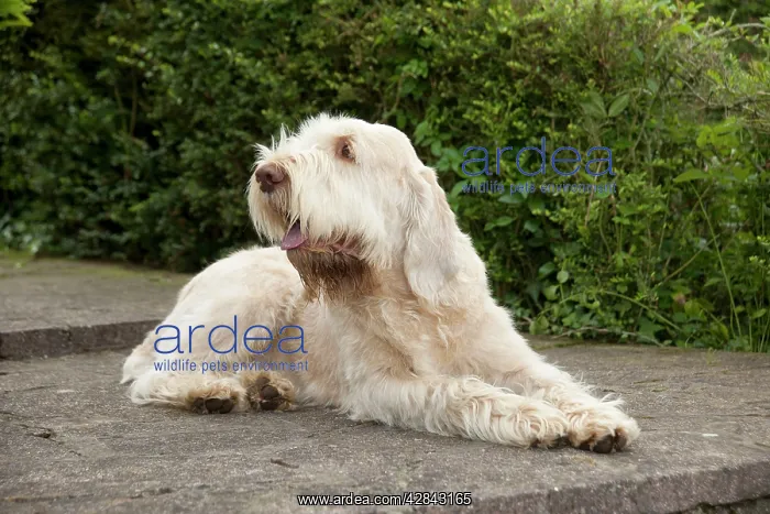 : DOG - Spinone - sitting on patio : DOG - Spinone - sitting on patio