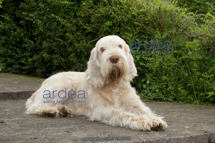 : DOG - Spinone - sitting on patio : DOG - Spinone - sitting on patio