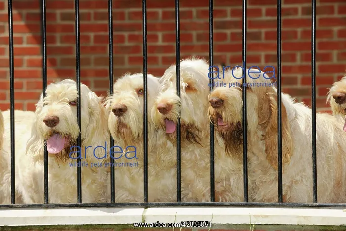: Dog. Spinones : Dog. Spinones