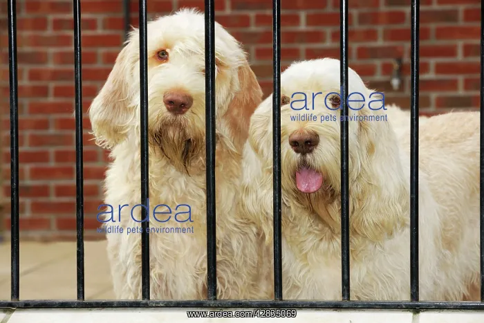 : Dog. Spinones behind bars : Dog. Spinones behind bars