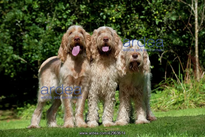 : DOG - Spinones standing together in garden : DOG - Spinones standing together in garden
