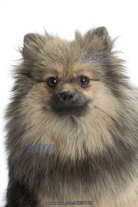  : Dog Spitz