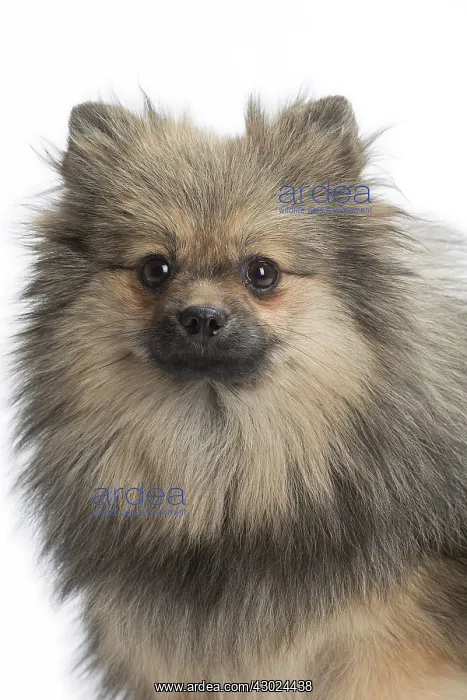  : Dog Spitz