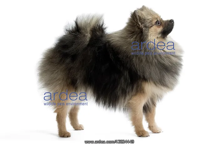  : Dog Spitz