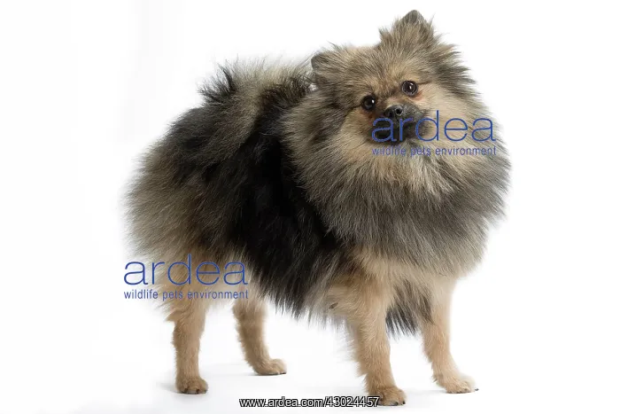  : Dog Spitz