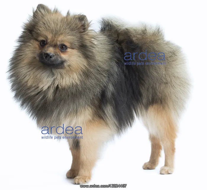  : Dog Spitz