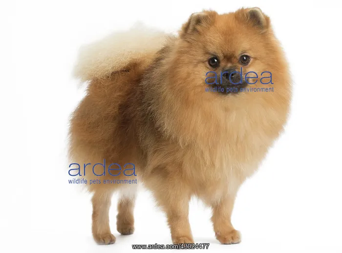  : Dog Spitz