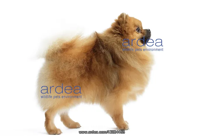  : Dog Spitz